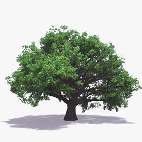 English Oak (For Any Season)